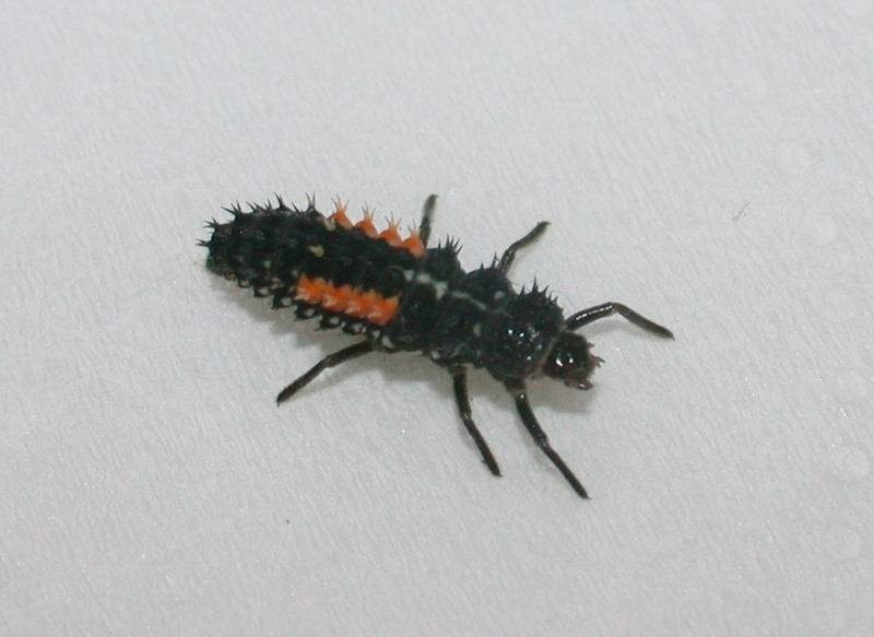 Larva di Coccinellidae: Harmonia axyridis